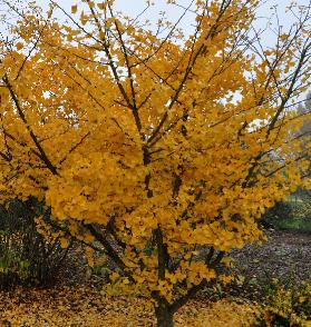 GINKGOBILOBAOHATSUKI