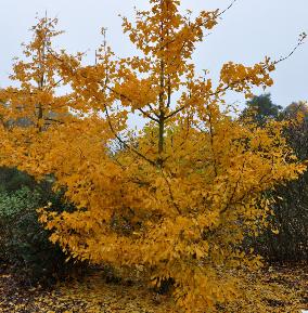 GINKGOBILOBASARATOGA