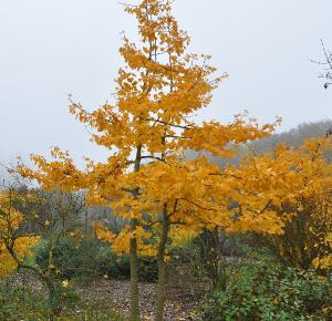 GINKGOBILOBAVARIEGATA