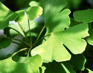 Ginkgobladeren