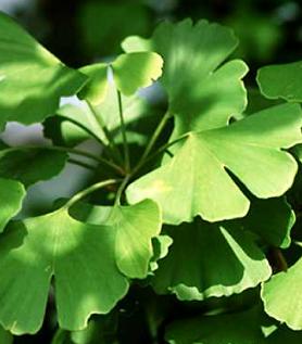 Ginkgobladeren