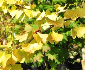 GinkoBilobaherfstverkleuring