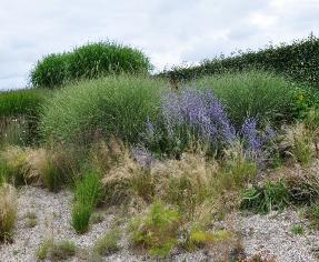 Grassenenperovskia