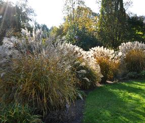 GrassenherfstkleurenarboretumLeenVNNN2