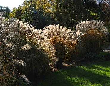 GrassenherfstkleurenarboretumLeenVNNN