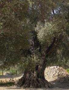 Griekseoudeolijfboom