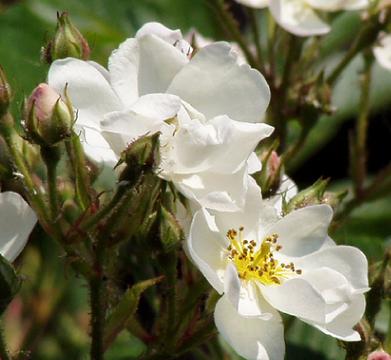 Rosa 'Guirlande d'Amour' Closeup foto