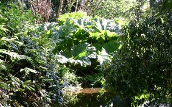 gunnera2