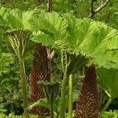 Gunneramanicata