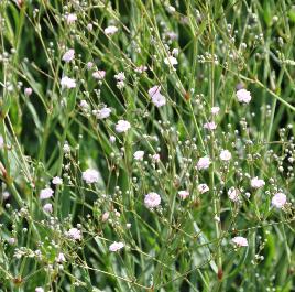 gypsophilapinkfestival