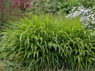 Hakonechloa macra