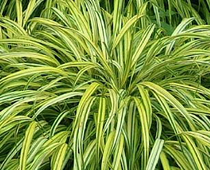 Hakonechloa macra 'Aureola'