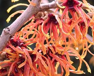 Hamamelis_intermedia_Feuerzauber'