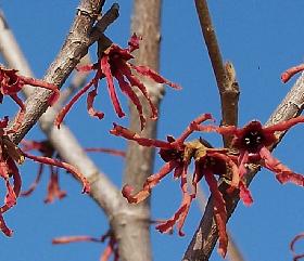 Hamamelis-intermedia-Adonis-2