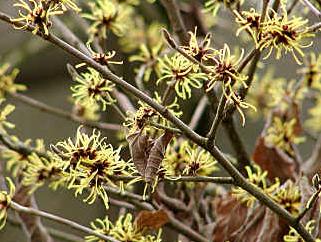 Hamamelis_mollis_palida