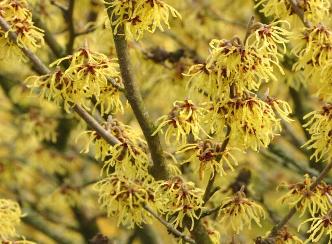 Hamamelis_x_intermedia_'Arnold_Promise'_arboretum_het_LeenVNN