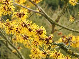 Hamamelis_x_intermedia_Barmstedt_Gold_Closeup -© dirk staels