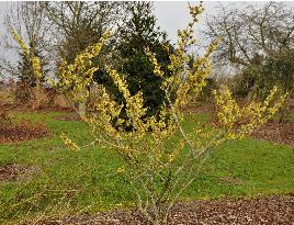 Hamamelis_x_intermedia_Angelly