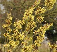 Hamamelis_x_intermedia_AngellyVN