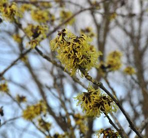 Hamamelis_x_intermedia_Pallidacloseup4