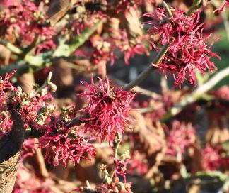 Hamamelis_x_intermedia_'Livia'_Closeup_