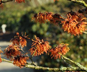 Hamamelis_x_intermedia_'Orange_Peel'_Closeup