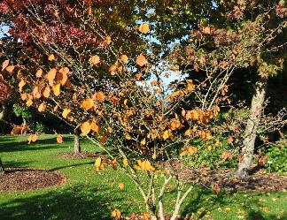 Hamamelis_x_intermedia_'Jelena'_ fall colours