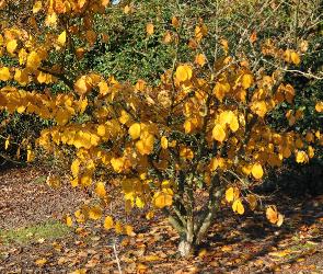 Hamamelis_xi_ntermedia_'Pallida'_fall colours