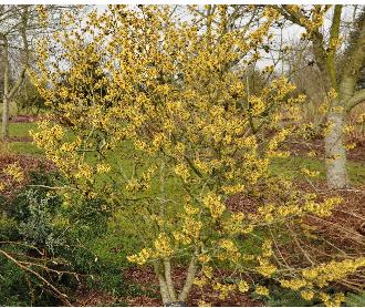 Hamamelis_x_intermedia_'Westerstede'