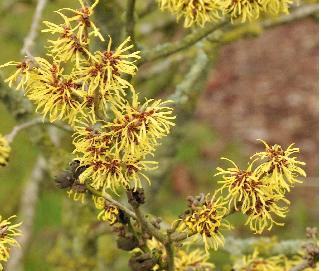 Hamamelis_x_intermedia_WesterstededetailVNN