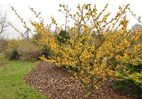 Hamamelis_x_intermedia_'Barnstedt_Gold' © dirk staels