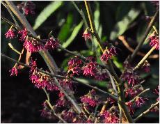 Hamamelis 'Amethyst' Shadow USA 2003 vn2