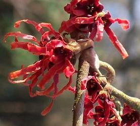 Hamamelis_intermedia_Diane