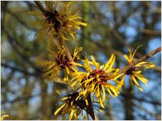 Hamamelis mollis 'Wisley Supreme' RHS Garden Wisley UK 1995vn