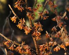 Hamamelis vernalis 'Quasimodo' Zwijnenburg NL 1980