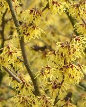 Hamamelis x intermedia 'Arnold Promise' locatie arboretum het LeenVNN