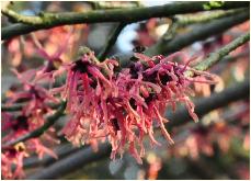 Hamamelis x intermedia 'Antoine Kort'flowers vn