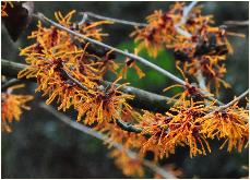 Hamamelis x intermedia 'Aphrodite' van Heijningen NL 1985 closeup