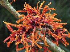 Hamamelis x intermedia 'Arnhem' flowersvnn