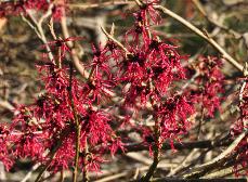 Hamamelis x intermedia 'Birgit' de Belder1986 flowers 