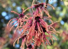 Hamamelis_x_intermedia_'Böhlje's Feuerzauber'_flowers_vn