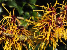 Hamamelis x intermedia 'Barmstedt Gold' flowers vnnn