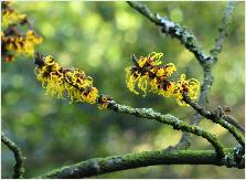 Hamamelis x intermedia 'Brandis' Helmers 1985 Germany