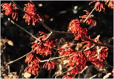 Hamamelis x intermedia 'Carmine Red' vnn