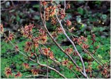 Hamamelis x intermedia 'Copper Cascade'de Belde BE 1993