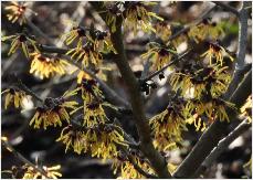 Hamamelis x intermedia 'Cyrille' de Belder (Be) 2002 flowers