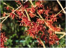 Hamamelis x intermedia 'Danny' de Belder 1983 flowers 