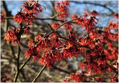 Hamamelis x intermedia 'Diane' de Belder1969