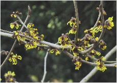 Hamamelis x intermedia 'Double Gold' van Gemeren 1996