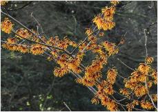 Hamamelis x intermedia 'Frederic' de Belder Be 2000 habitus 